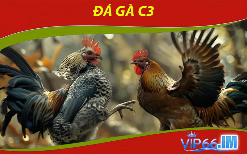 Đá Gà C3
